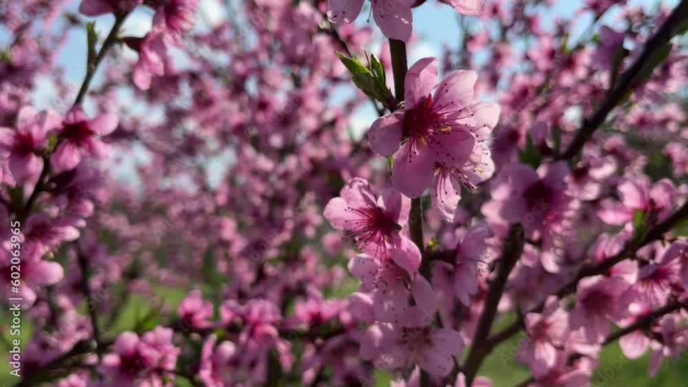 A peach tree in bloom with bright pink flowers in bright sunshine on a fine day. Close view. For video presentation, advertising. A peach tree in bloom with bright pink flowers in bright sunshine on a fine day. Close view. For video presentation, advertising.