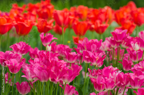 field of tulips, close up