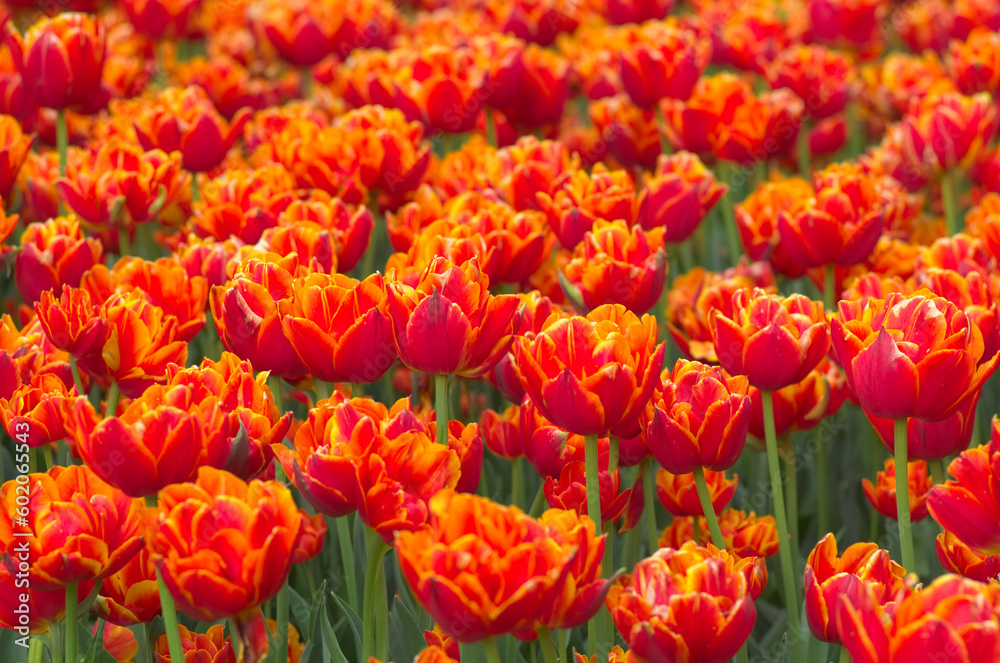 field of tulips, close up