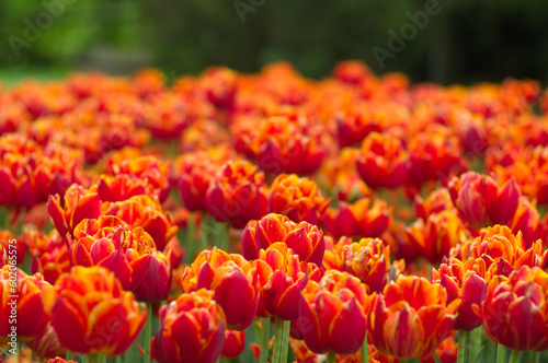 field of tulips, close up © Andrei Kazarov