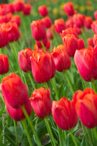 field of tulips  close up