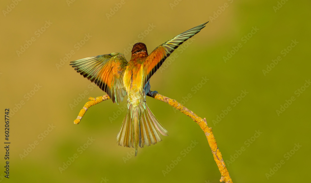 Fototapeta premium The Rainbow Bee-eater is perched on a tree branch. The bird comes from a bird family called Meropidae and is found in Turkey.