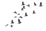flying birds formation of pigeons many  isolated for backgound