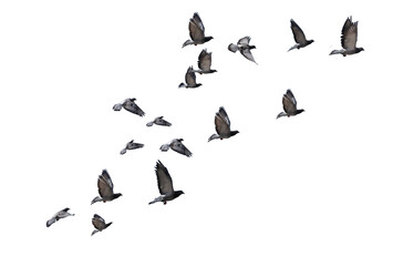 flying birds formation of pigeons many  isolated for backgound