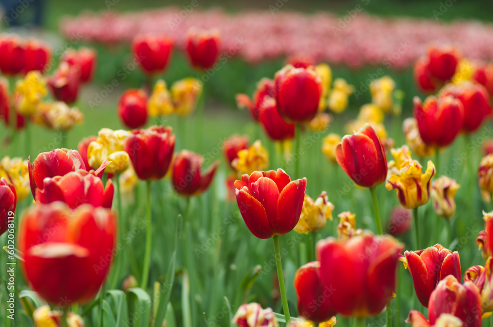 field of colorful tulips field of colorful tulips
