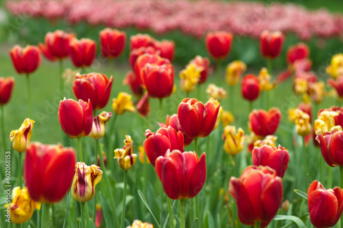 field of colorful tulips