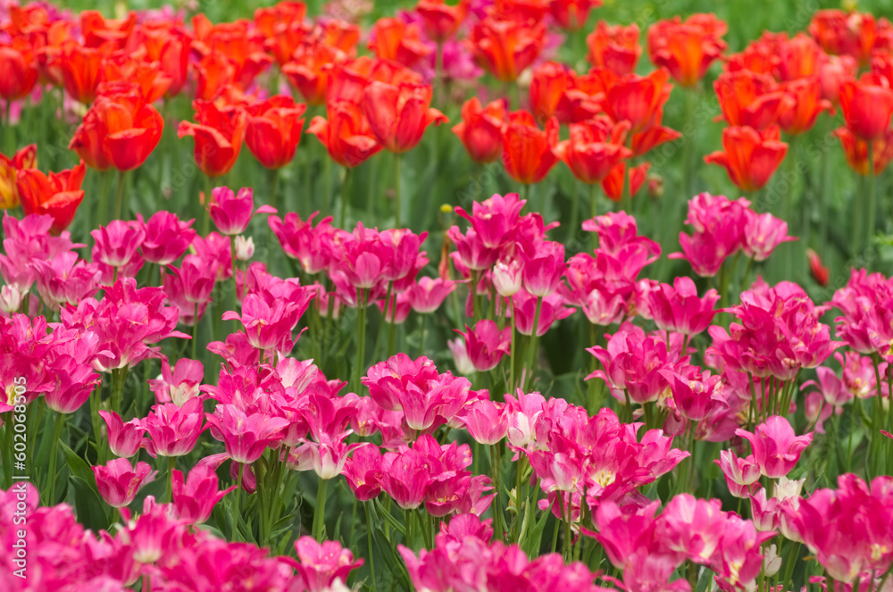 field of colorful tulips