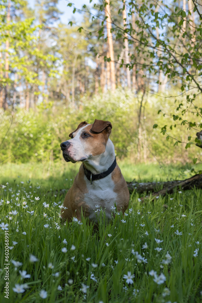 Beautiful dog portrait on green grass and cute blooming flowers in the spring. Senior staffordshire terrie enjoying spring weather outdoors Beautiful dog portrait on green grass and cute blooming flowers in the spring. Senior staffordshire terrie enjoying spring weather outdoors