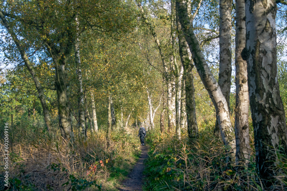 Obraz premium People walking on a small path in the Dutch forest and nature reserve the Mastbos in Breda, North Brabant, the Netherlands
