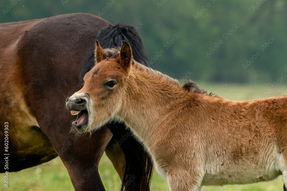 Wild exmoor pony opens its mouth in the Maashorst in Brabant, the Netherlands Wild exmoor pony opens its mouth in the Maashorst in Brabant, the Netherlands