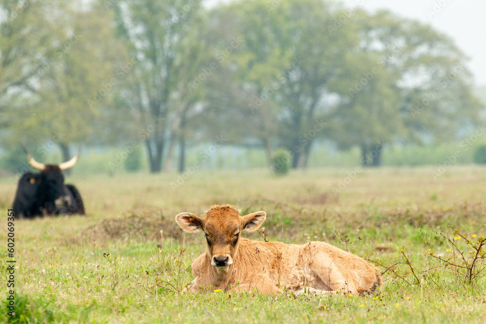 Fototapeta premium young tauros cow rests in the Maashorst national park in Brabant, the Netherlands