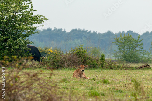Tauros cow rests in the Maashorst National Park in Brabant, The Netherlands