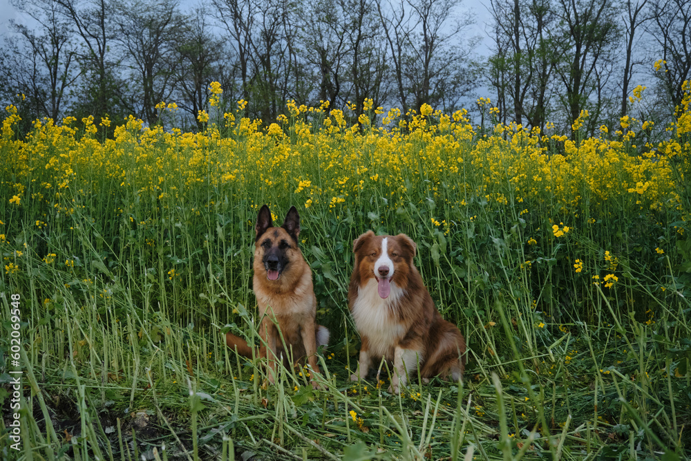 Charming purebred dogs in blooming yellow field in flowers spring. Best friends on walk. Front view. Beautiful German and Australian Shepherds are sitting in rapeseed field and smiling.