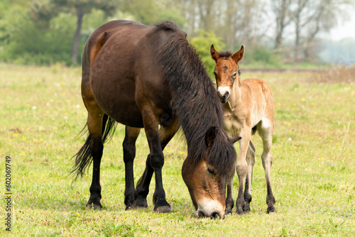 Dutch Exmoor horse protecting young exmoor pony in nature reserve the Maashorst in the province of Brabant  the Netherlands