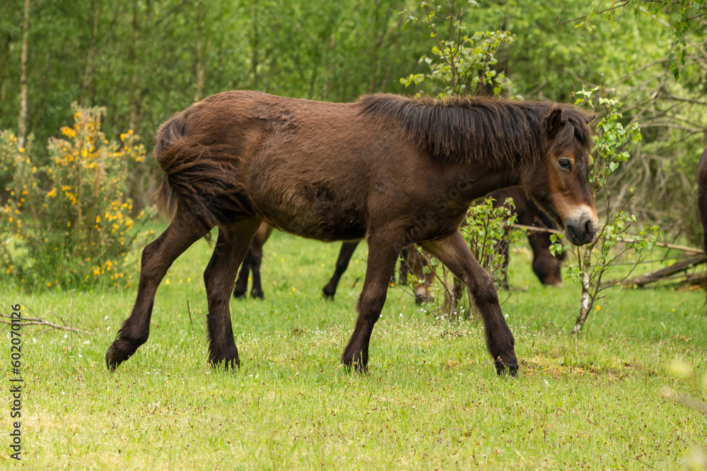 Dutch Exmoor horse walking in the Maashorst in Brabant, the Netherlands Dutch Exmoor horse walking in the Maashorst in Brabant, the Netherlands