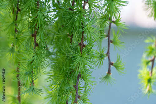 фотографія Coniferous tree of stiff weeping japanese larch in spring park