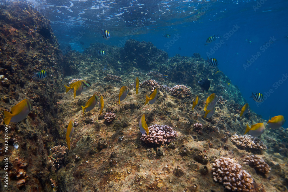 Fototapeta premium coral reef in the sea