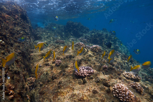 Fototapeta Naklejka Na Ścianę i Meble -  coral reef in the sea