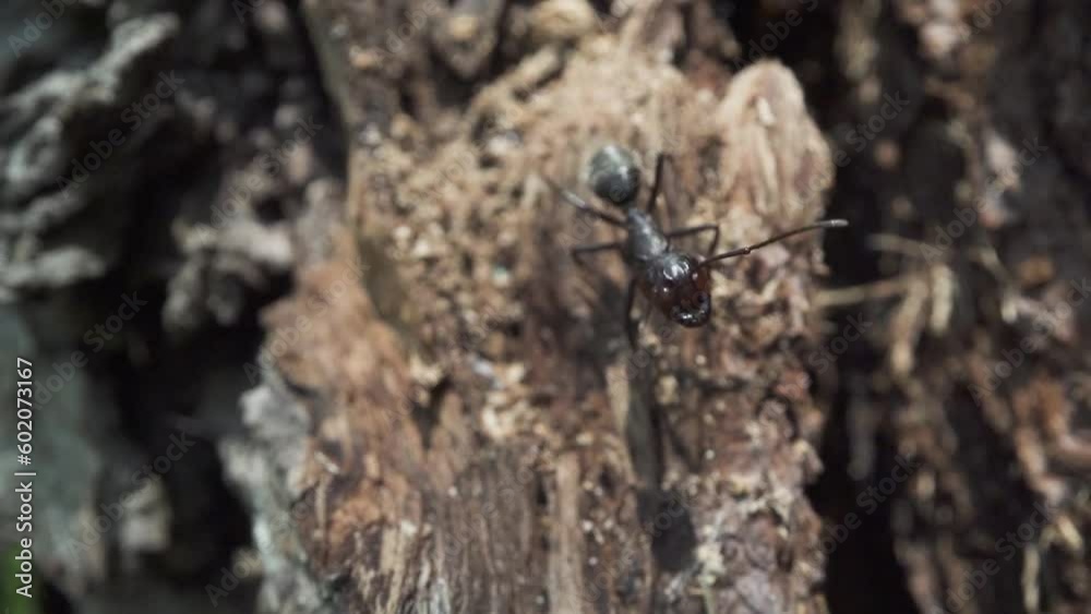 Ant walks on the bark of the tree Ant walks on the bark of the tree