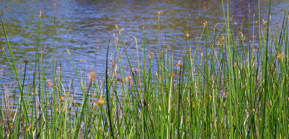 Fresh green reeds at a lakeshore