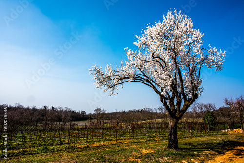 2023 03 05 Lonigo flowering tree