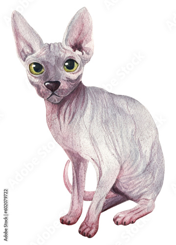 Purebred Sphynx cat. Watercolor illustration isolated on white background. Handmade on paper.
