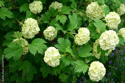 A bush of hydrangea flowers with green leaves isolated, close-up photo