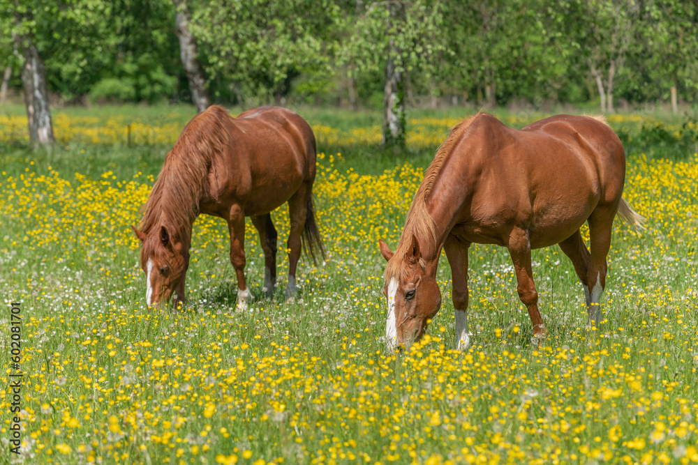 Two horses in a green pasture filled with yellow buttercups. Two horses in a green pasture filled with yellow buttercups.