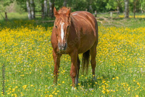 Horse in a green pasture filled with yellow buttercups.