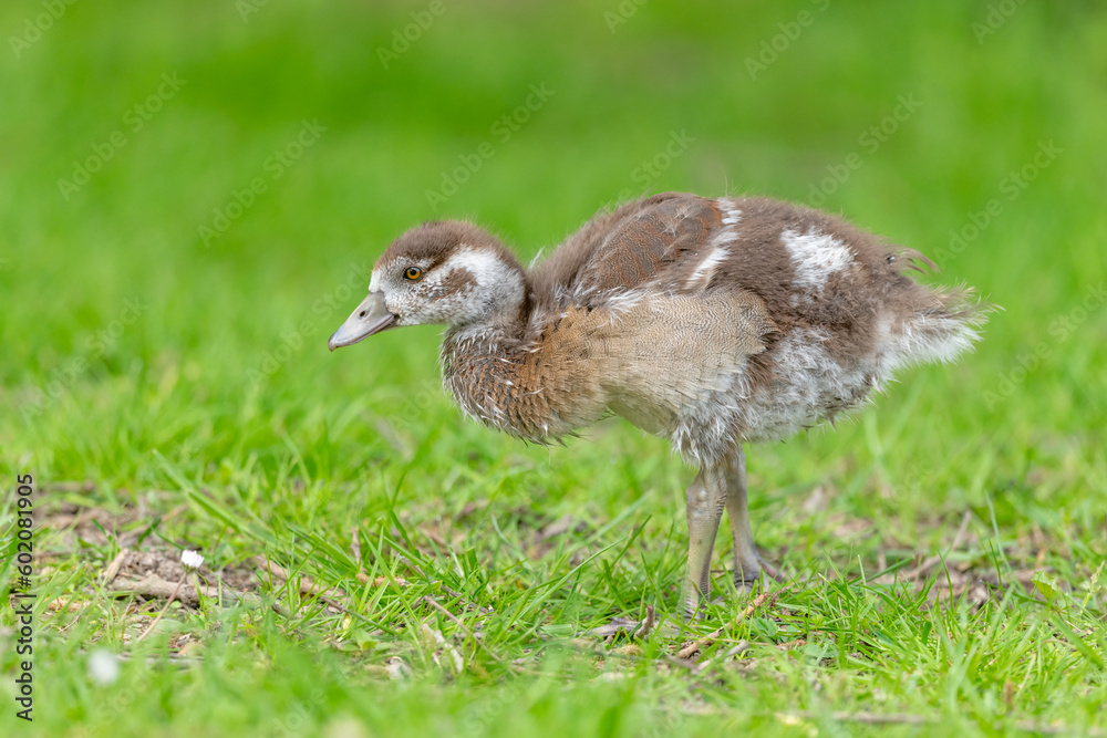 Egyptian goose chick (Alopochen aegyptiaca) at the edge of a river. Egyptian goose chick (Alopochen aegyptiaca) at the edge of a river.