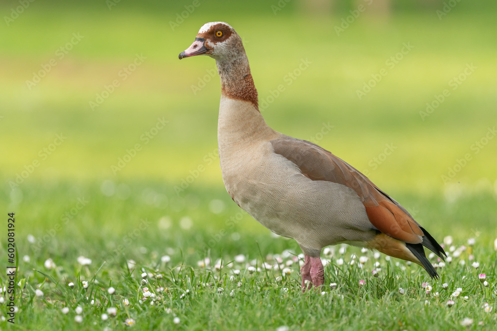 Egyptian goose (Alopochen aegyptiaca) at the edge of a river. Egyptian goose (Alopochen aegyptiaca) at the edge of a river.