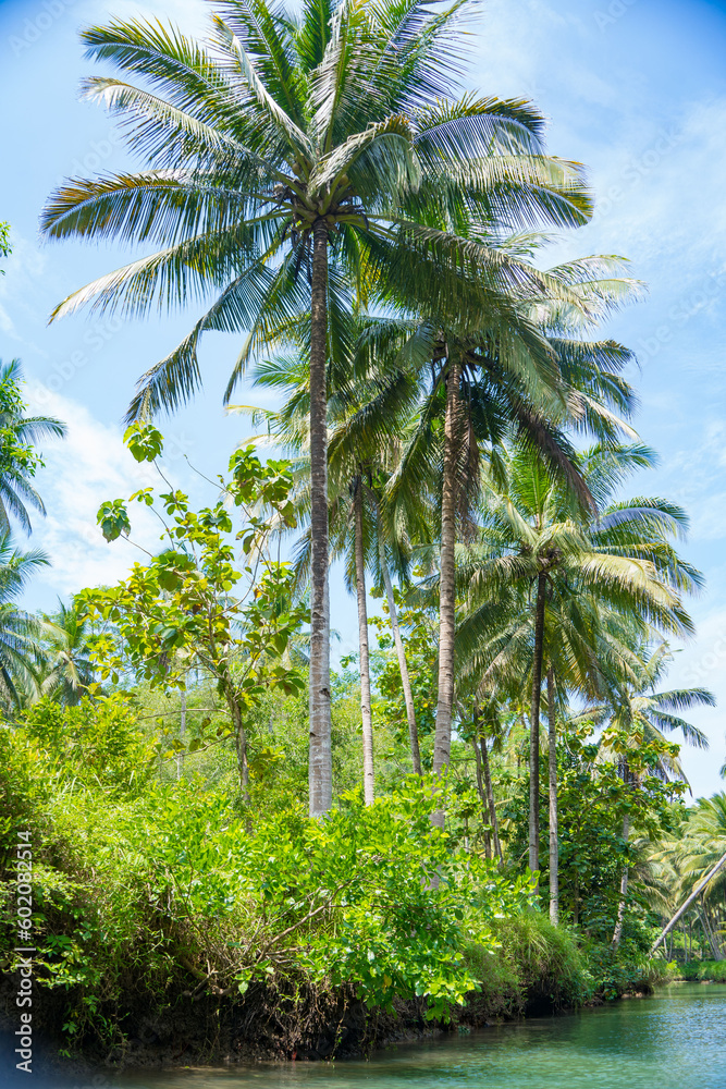 Cruising on the beautiful and calm river with trees at Kali Cokel, Pacitan, Indonesia. Cruising on the beautiful and calm river with trees at Kali Cokel, Pacitan, Indonesia.