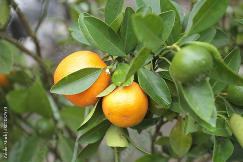 Orange Calamondine fruits and foliage on dwarf tree or Orange kumquat