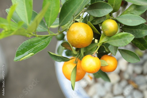 Quadro su tela Orange Calamondine fruits and foliage on dwarf tree or Orange kumquat