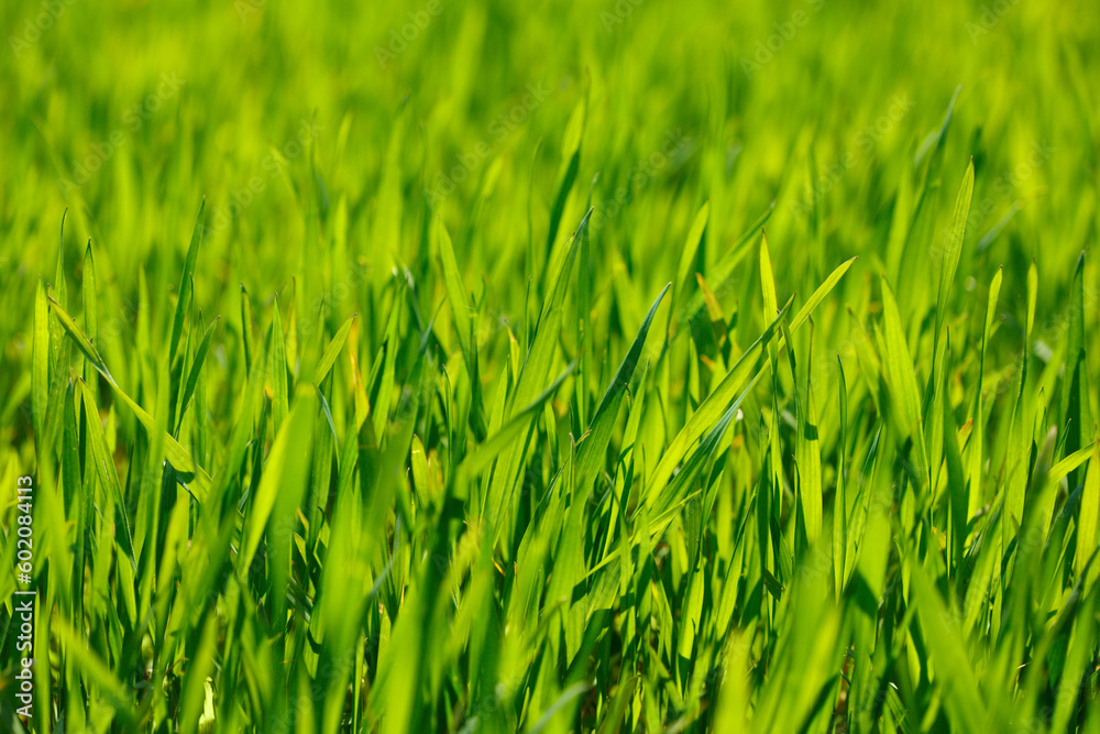 Fototapeta premium Cereal farmland background