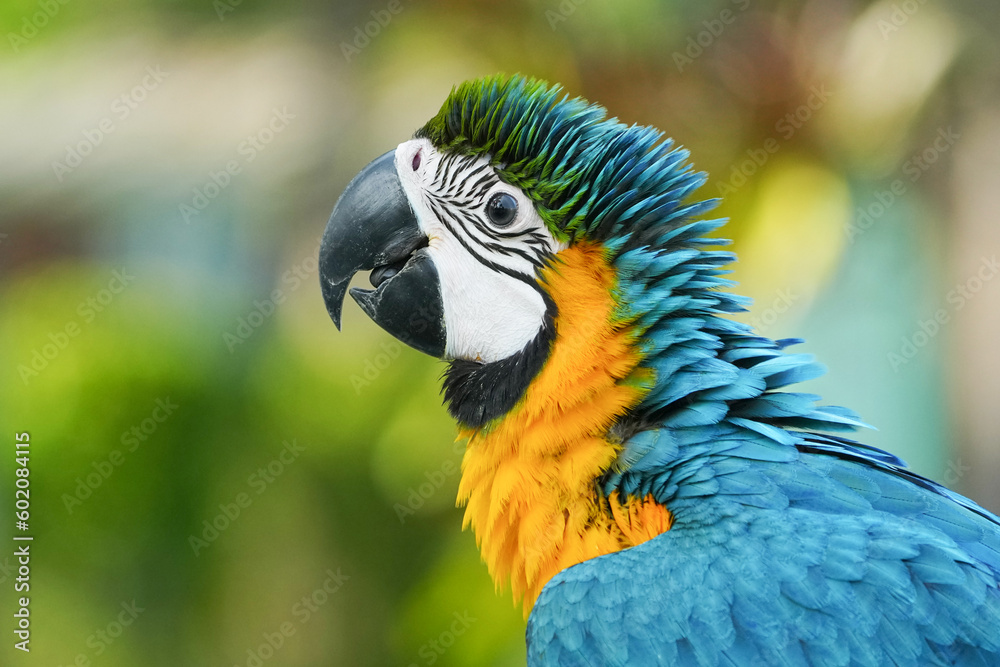 close up Blue and yellow macaw with green background.