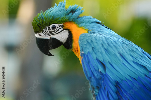 close up Blue and yellow macaw with green background.