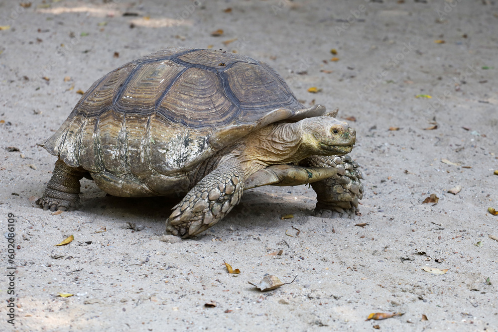 Obraz premium The big Sulcata tortoise is walking