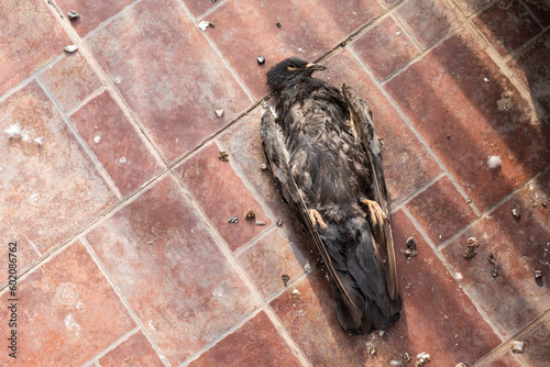 carcass of the pigeon on the floor in the lonely part of the balcony