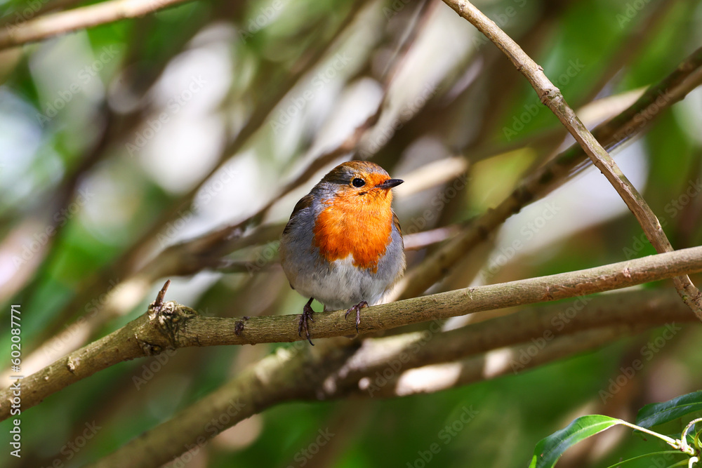 European robin (Erithacus rubecula) perched on branch showing its front orange red breast feathers. Dappled green and white background. Dublin, Ireland