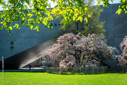 Magnolia tree blossom in the Platzspitz park, located next to the Swiss National Museum, Zurich, Switzerland photo