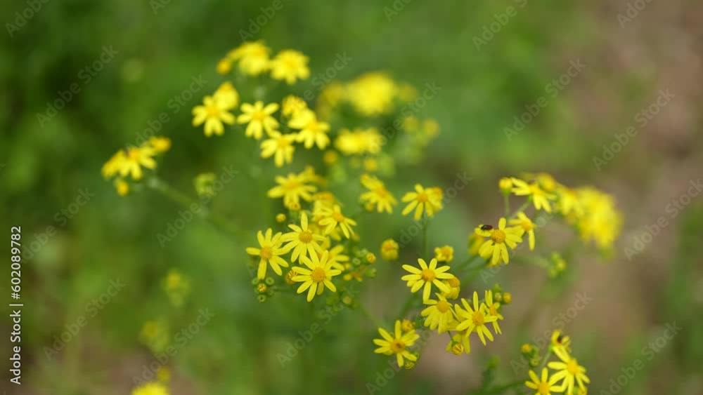 Spring yellow flowers blurred background. Mimosa on blu sunny sky background, concept of spring season. symbol of 8 March, happy women's day. selective focus. Spring yellow flowers blurred background. Mimosa on blu sunny sky background, concept of spring season. symbol of 8 March, happy women's day. selective focus.