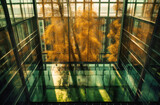 a birch tree grows over glass in a building