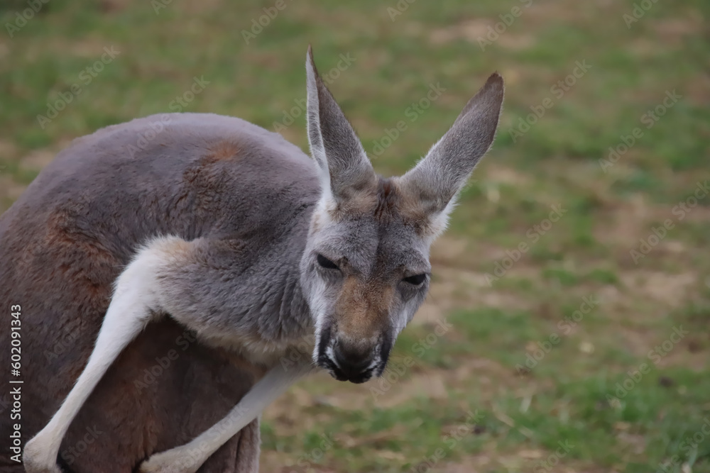 beauty in nature, animal, vertebrate
beauty in nature, animal, vertebrate