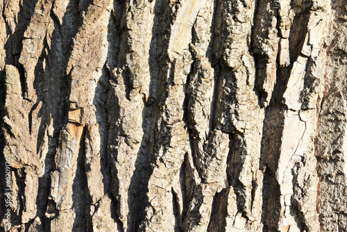 Natural background from the bark of an old oak