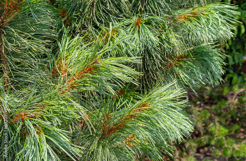 Pinus pumila, commonly known as the Siberian dwarf pine