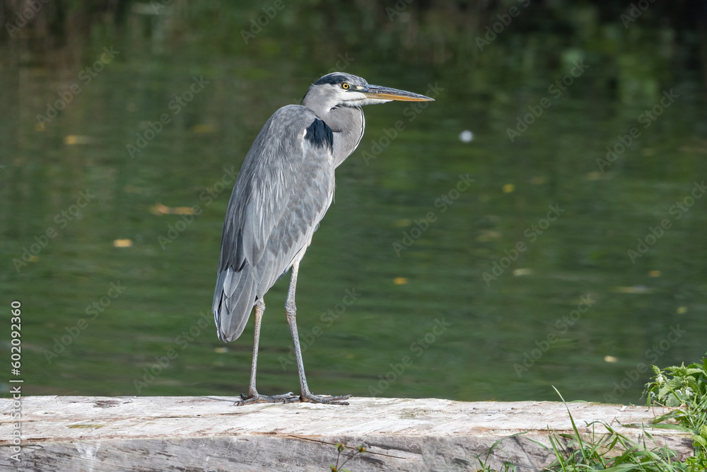 Czapla siwa (Grey heron, Ardea cinerea) Czapla siwa (Grey heron, Ardea cinerea)