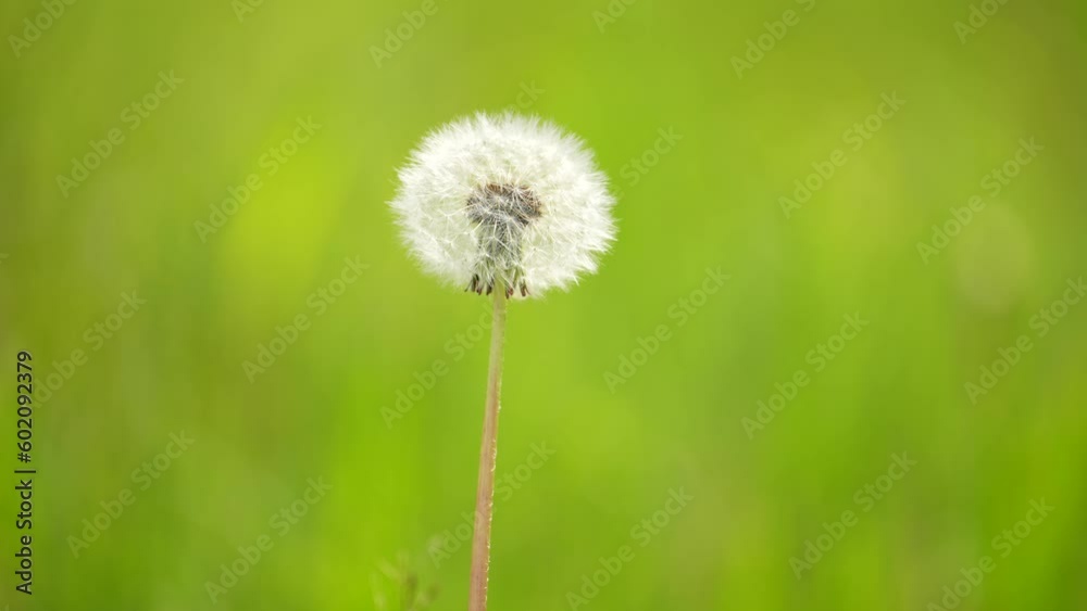 White Dandelion In Field - Freedom to Wish. Spring sunny day. Green background. White Dandelion In Field - Freedom to Wish. Spring sunny day. Green background.