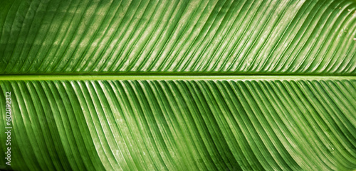 calathea ornata leaves, abstract green texture, natural background, tropical leaf