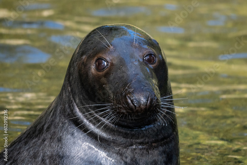 Piękne spojrzenie foki szarej (Grey seal, Halichoerus grypus) © Ania Burczyńska